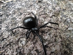 Latrodectus mactans
