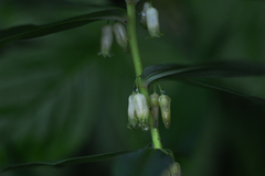 Polygonatum verticillatum