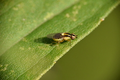 Thaumatomyia glabra