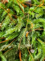 Herzogiella seligeri