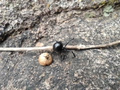 Latrodectus mactans