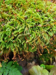 Herzogiella seligeri