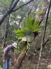 Platycerium superbum