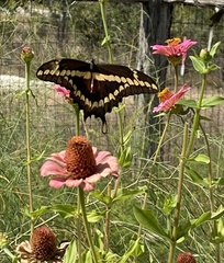 Heraclides cresphontes