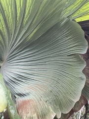 Platycerium superbum