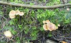 Gymnopilus penetrans