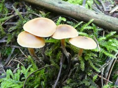 Gymnopilus penetrans
