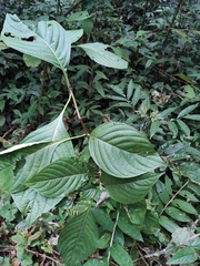 Mussaenda shikokiana