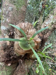 Platycerium superbum