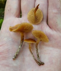 Gymnopilus penetrans