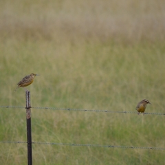 Sturnella magna auropectoralis