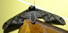 Adhemarius tigrina