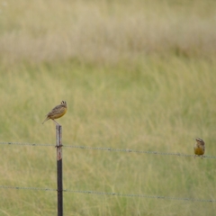 Sturnella magna auropectoralis