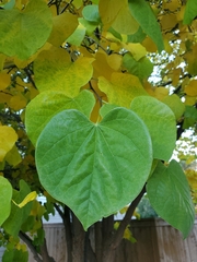Cercis
