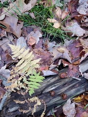 Coryphopteris simulata