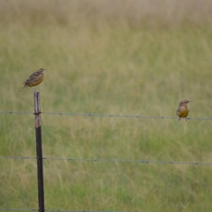 Sturnella magna auropectoralis