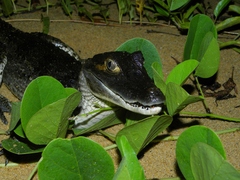 Caiman crocodilus