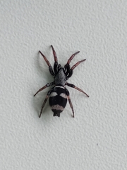 Latonigena