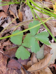 Rubus hispidus