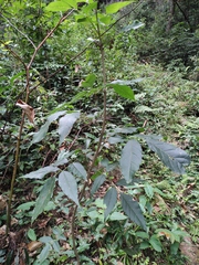 Fraxinus chinensis