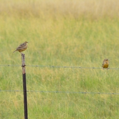 Sturnella magna auropectoralis