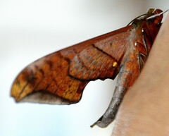 Adhemarius tigrina