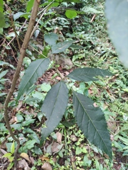 Fraxinus chinensis
