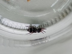Latonigena