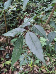 Fraxinus chinensis