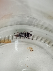 Latonigena
