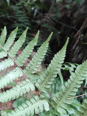 Diplazium hachijoense