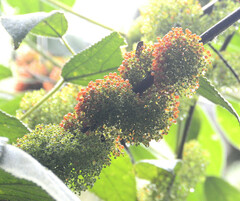 Urera baccifera