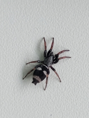 Latonigena