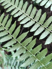 Diplazium hachijoense