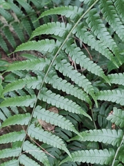 Diplazium hachijoense