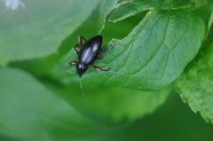 Otiorhynchus coecus