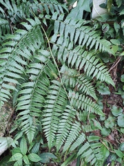 Diplazium hachijoense