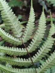 Pteris aspericaulis