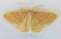 Chlorochlamys appellaria