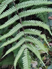 Pteris aspericaulis