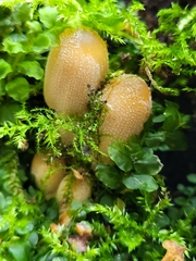 Basidiomycota