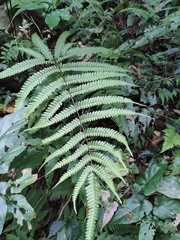 Pteris aspericaulis