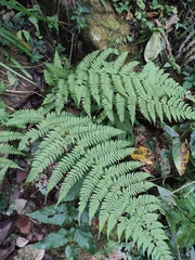 Athyrium sinense