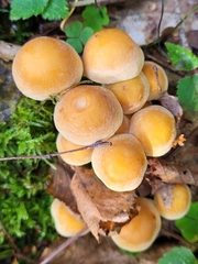 Basidiomycota