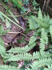 Athyrium sinense