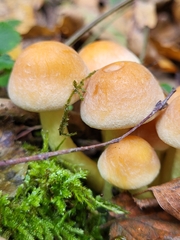 Basidiomycota