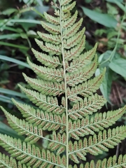 Athyrium sinense