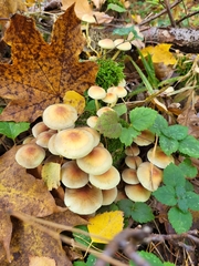 Basidiomycota
