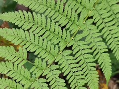 Athyrium sinense