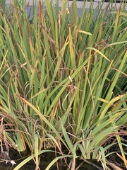 Iris pseudacorus